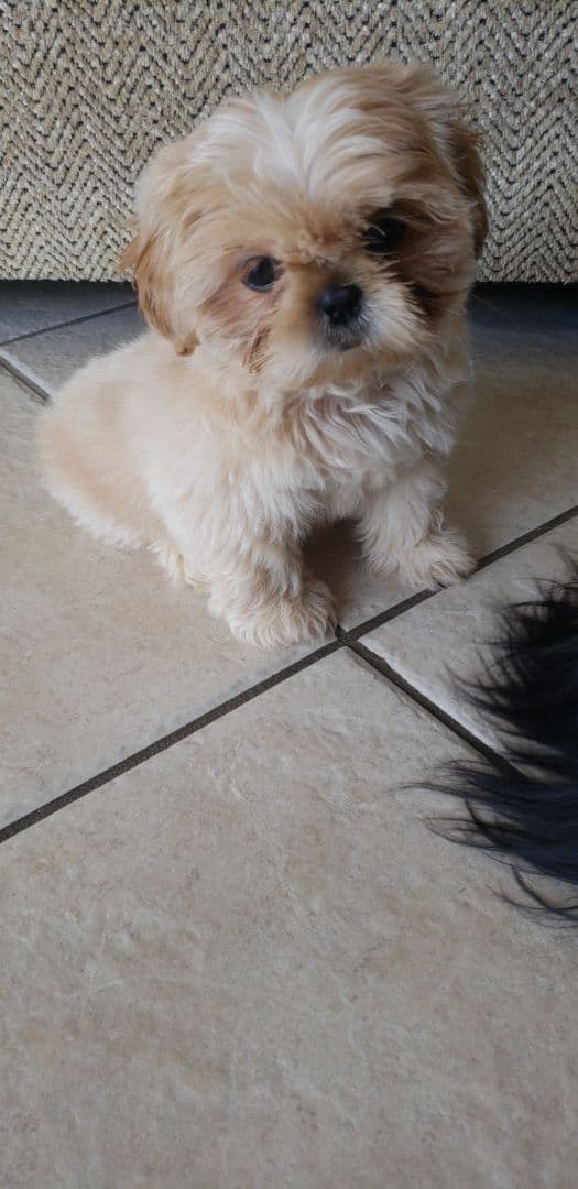 Shih Tzu Puppies - Liver Chocolate puppies breeder image 17