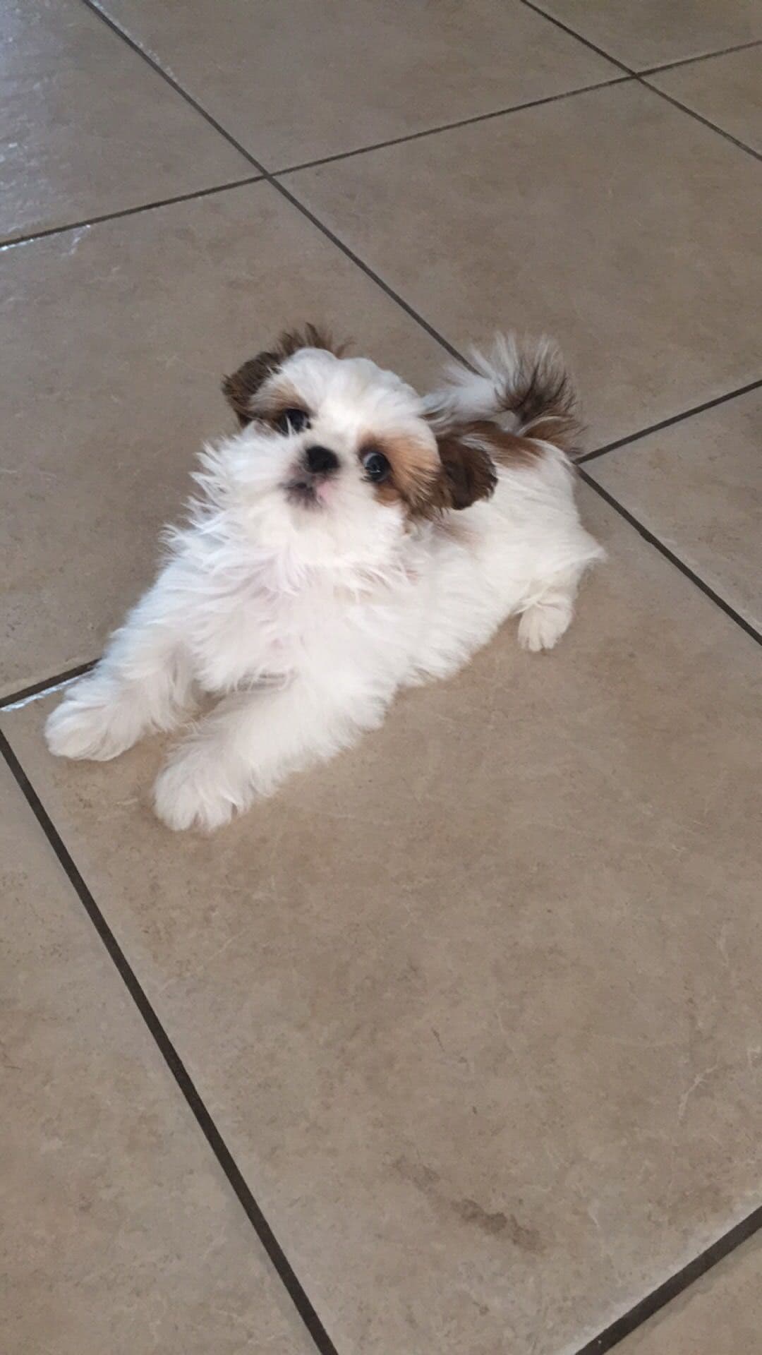 Shih Tzu Puppies - Liver Chocolate puppies breeder image 15