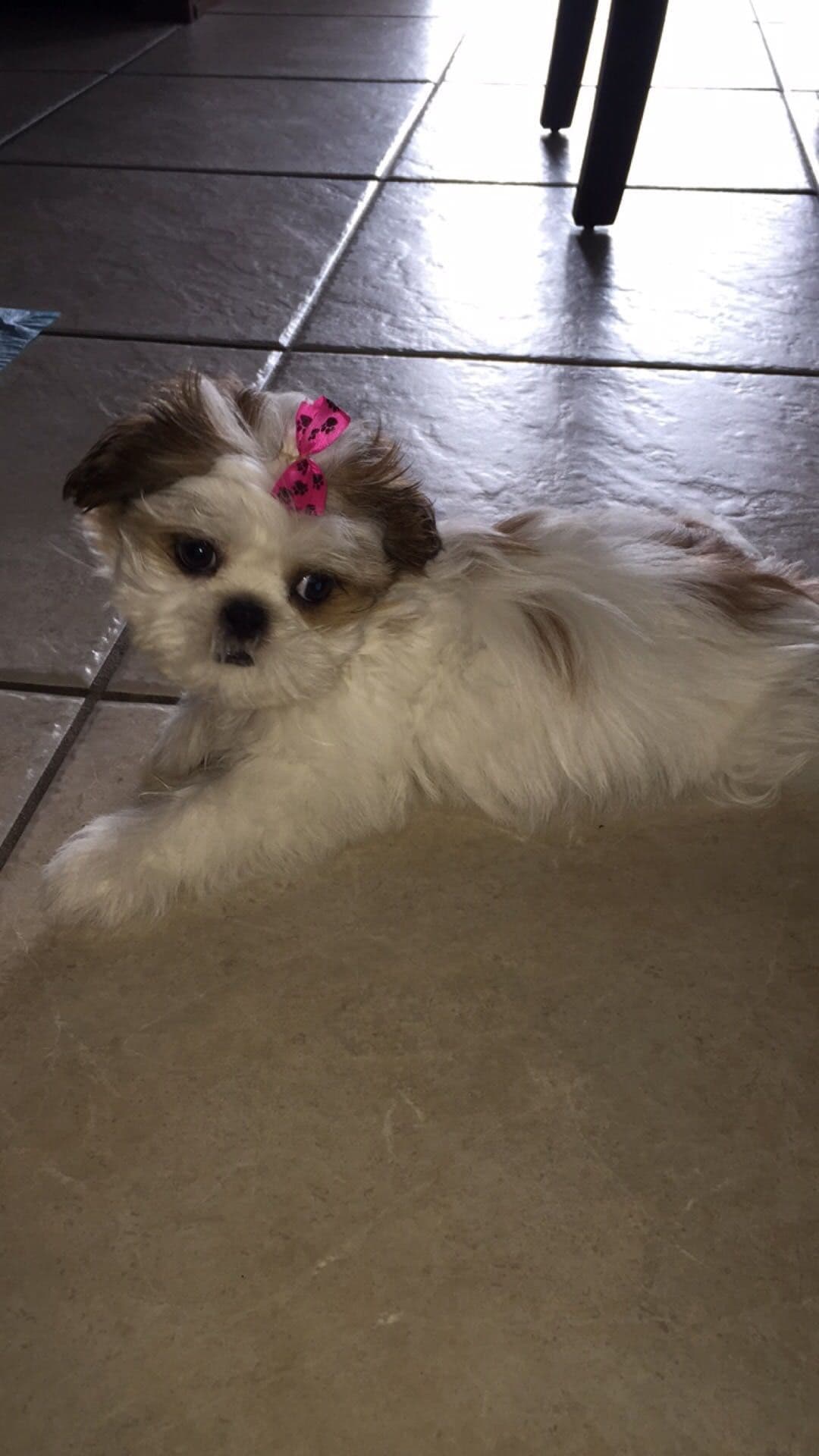 Shih Tzu Puppies - Liver Chocolate puppies breeder image 16