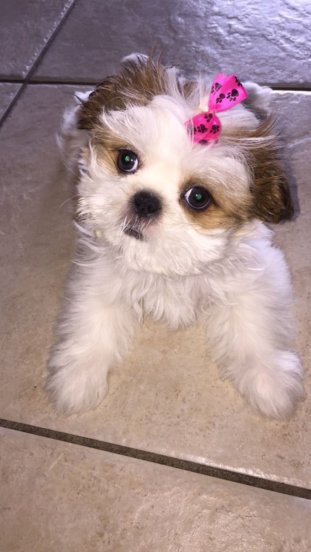 Shih Tzu Puppies - Liver Chocolate puppies breeder image 18
