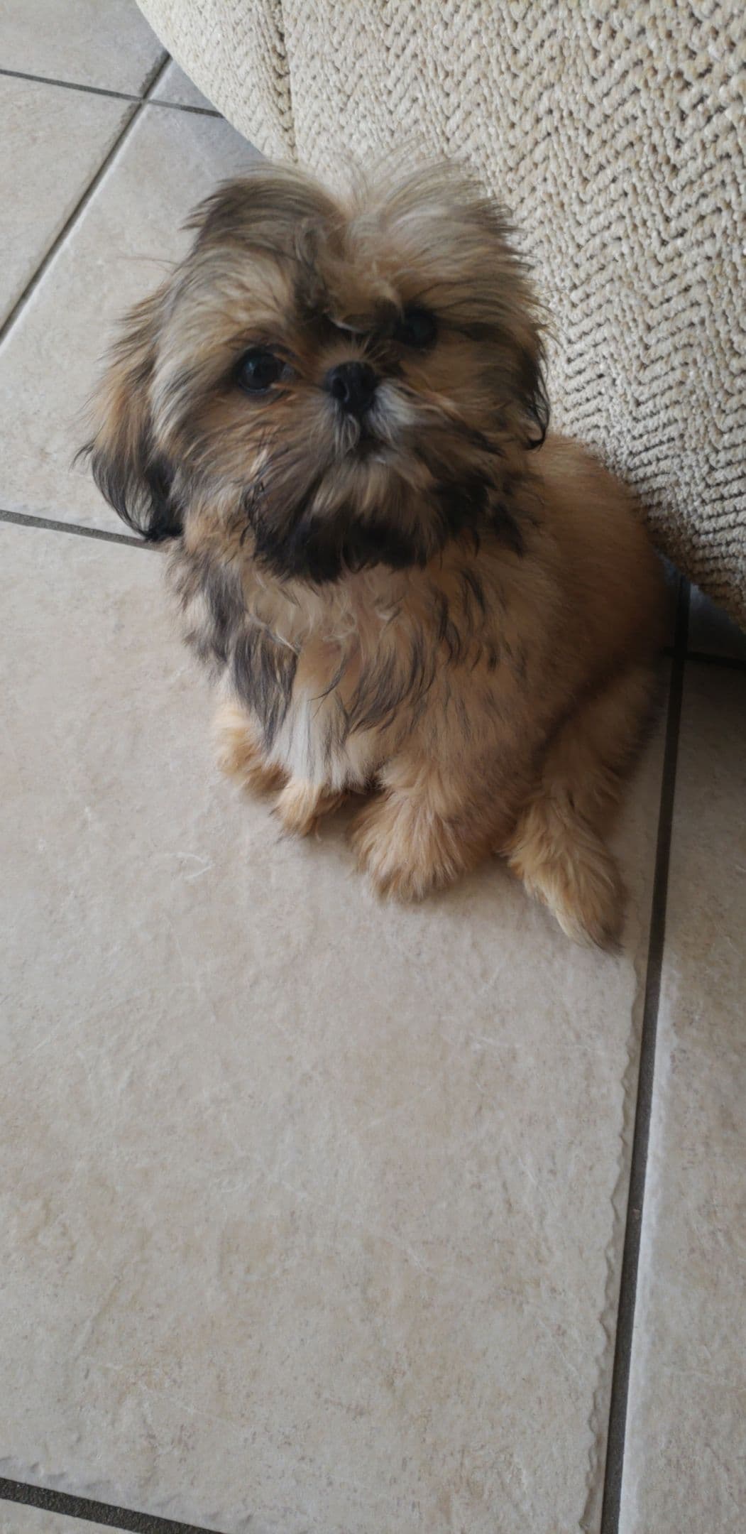 Shih Tzu Puppies - Liver Chocolate puppies breeder image 14