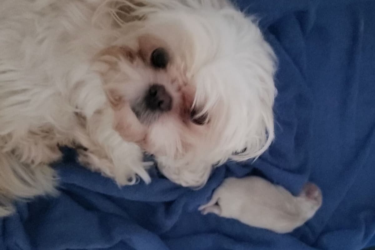 Shih Tzu Puppies - Liver Chocolate puppies breeder image 19
