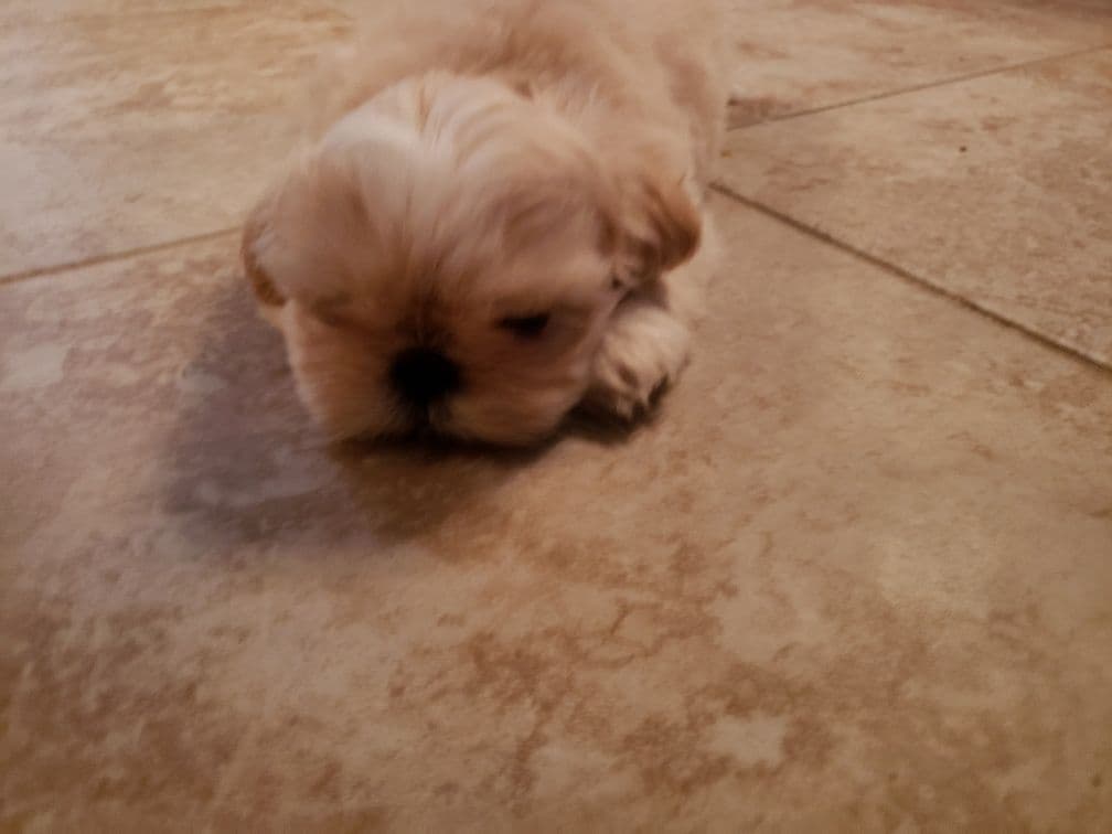 Shih Tzu Puppies - Liver Chocolate puppies breeder image 25