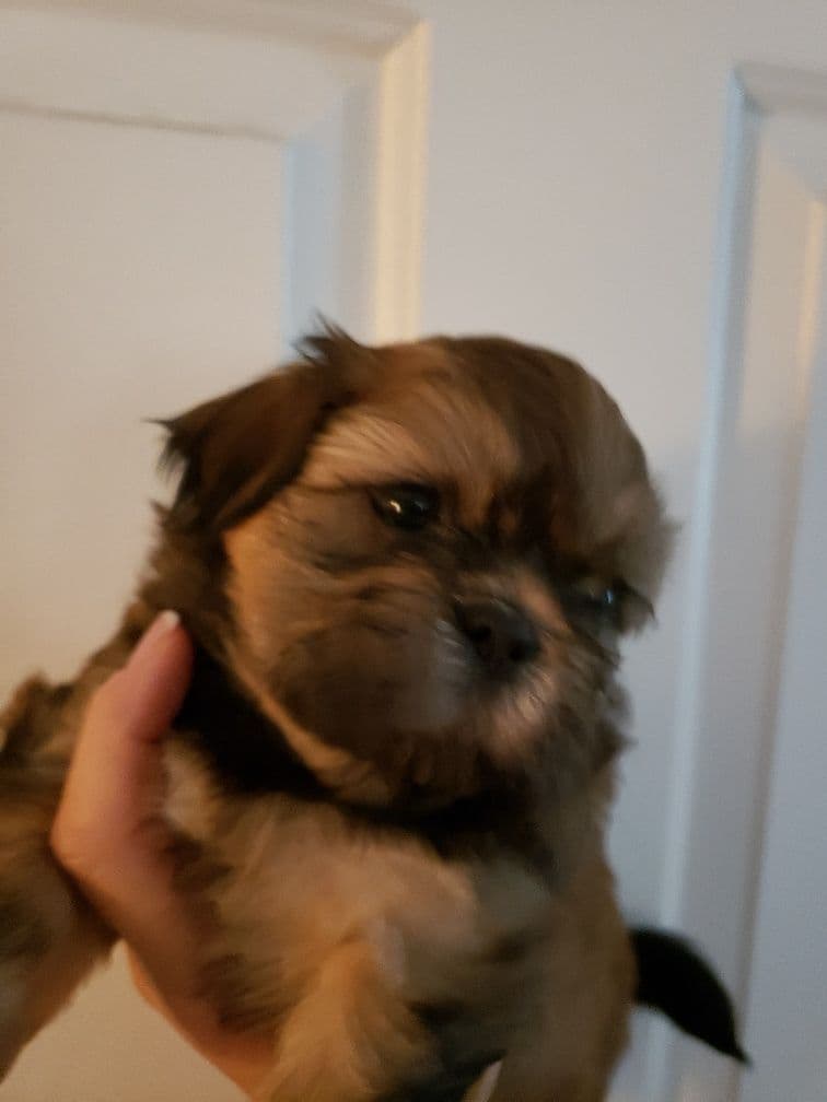 Shih Tzu Puppies - Liver Chocolate puppies breeder image 26