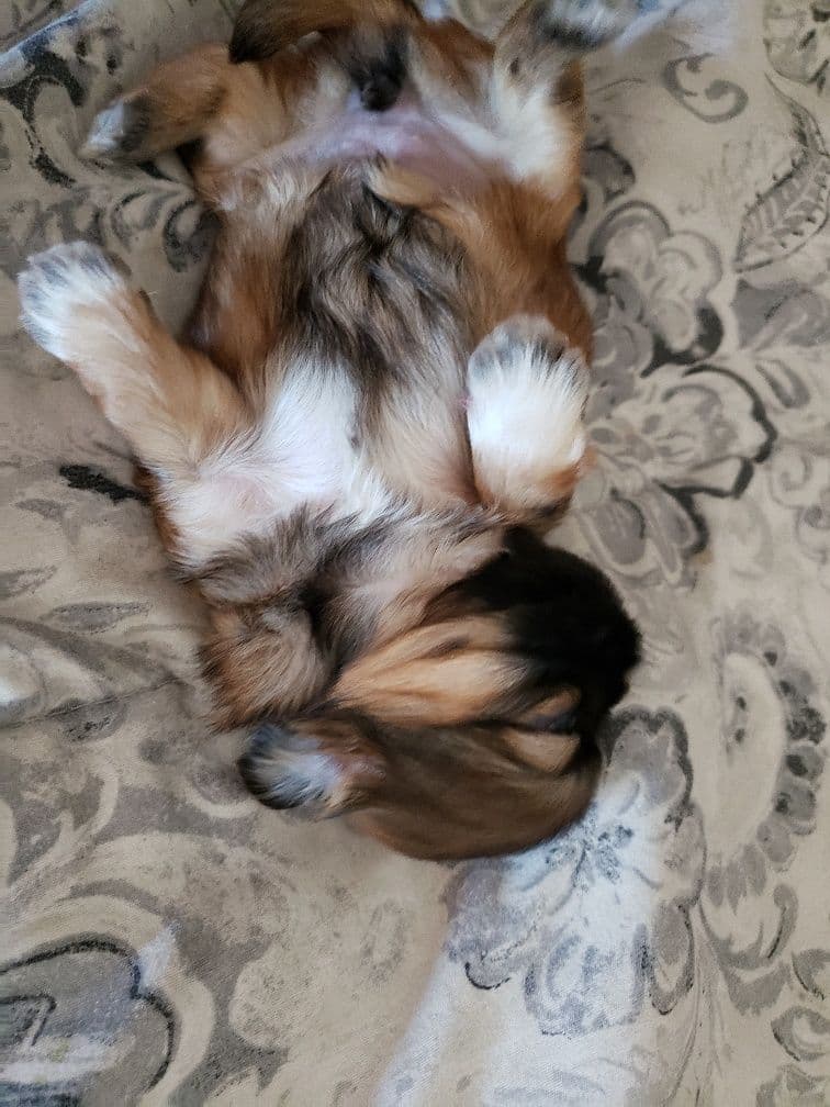 Shih Tzu Puppies - Liver Chocolate puppies breeder image 29