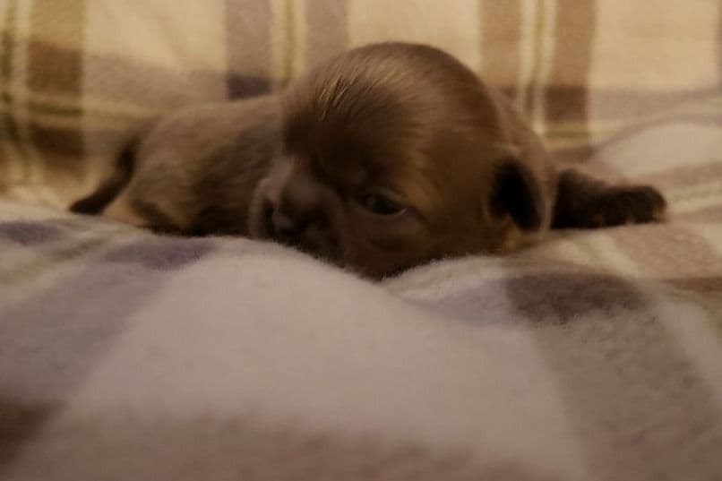 Shih Tzu Puppies - Liver Chocolate puppies breeder image 30