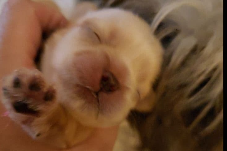 Shih Tzu Puppies - Liver Chocolate puppies breeder image 31