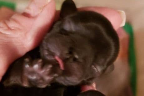 Shih Tzu Puppies - Liver Chocolate puppies breeder image 32