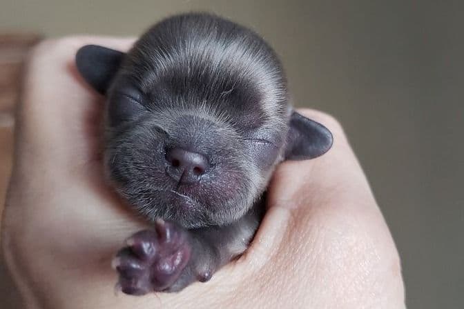 Shih Tzu Puppies - Liver Chocolate puppies breeder image 33