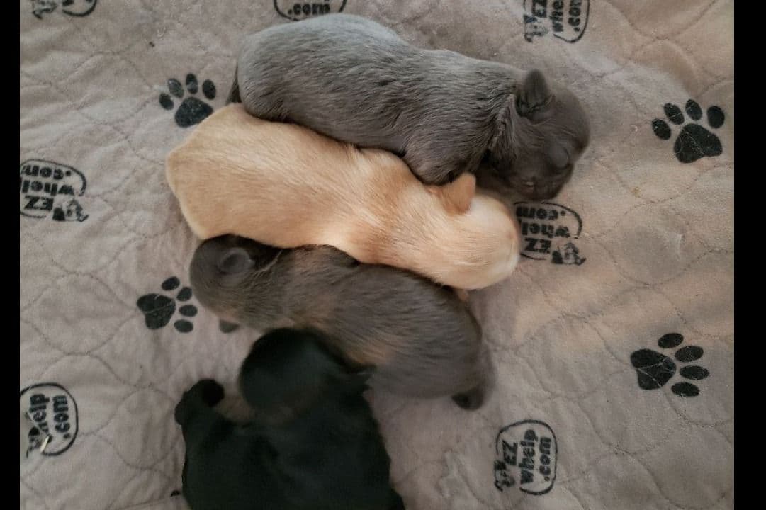 Shih Tzu Puppies - Liver Chocolate puppies breeder image 2