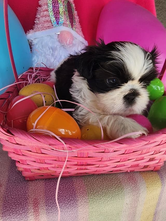 Shih Tzu Puppies Males media 2