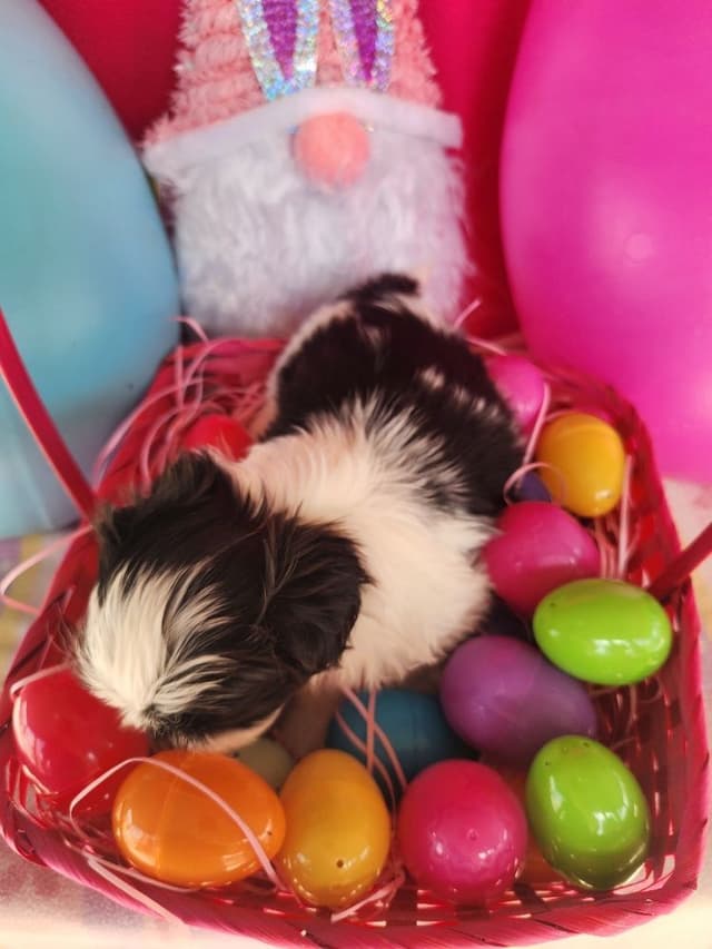 Shih Tzu Puppies Males media 3
