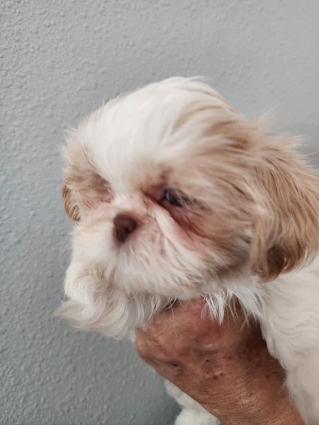 Shih Tzu Puppies Males media 5