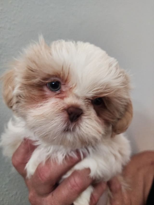 Shih Tzu Puppies Males media 6
