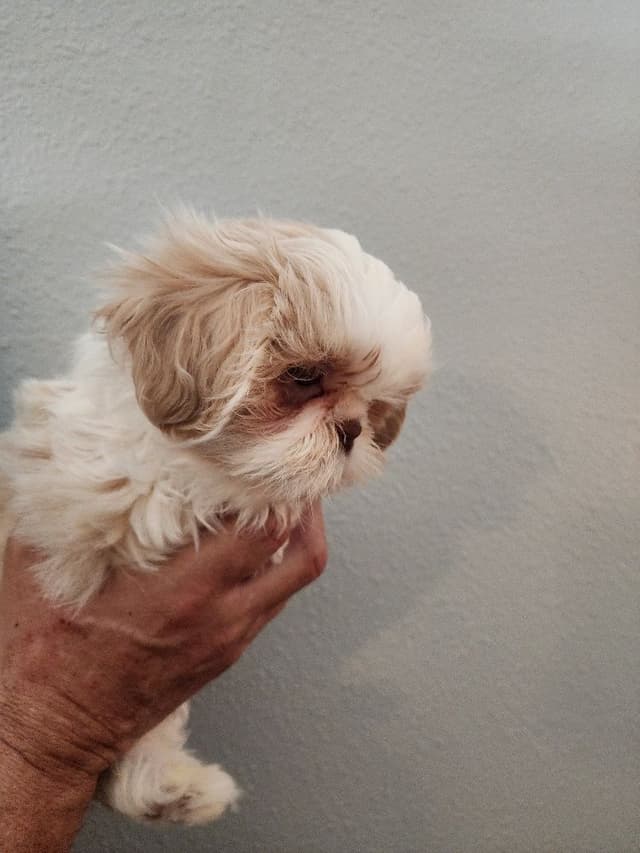 Shih Tzu Puppies Males media 7