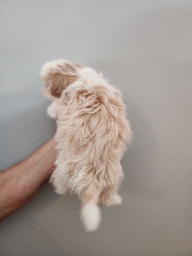 Shih Tzu Puppies Males media 8