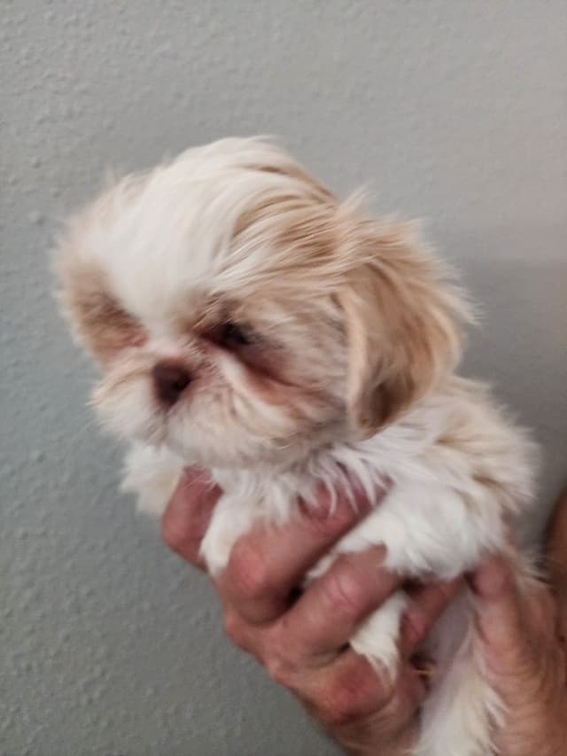 Shih Tzu Puppies Males media 9