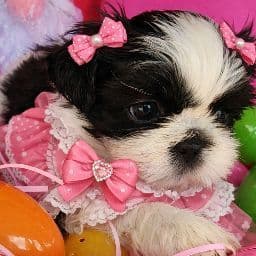 Shih Tzu Puppies Males media 10
