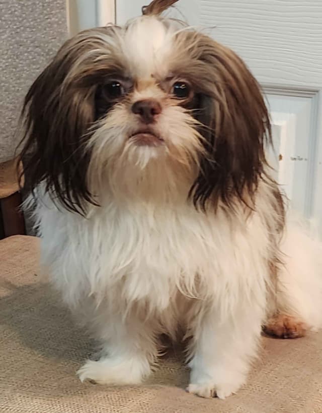 Shih Tzu Puppies Males media 11