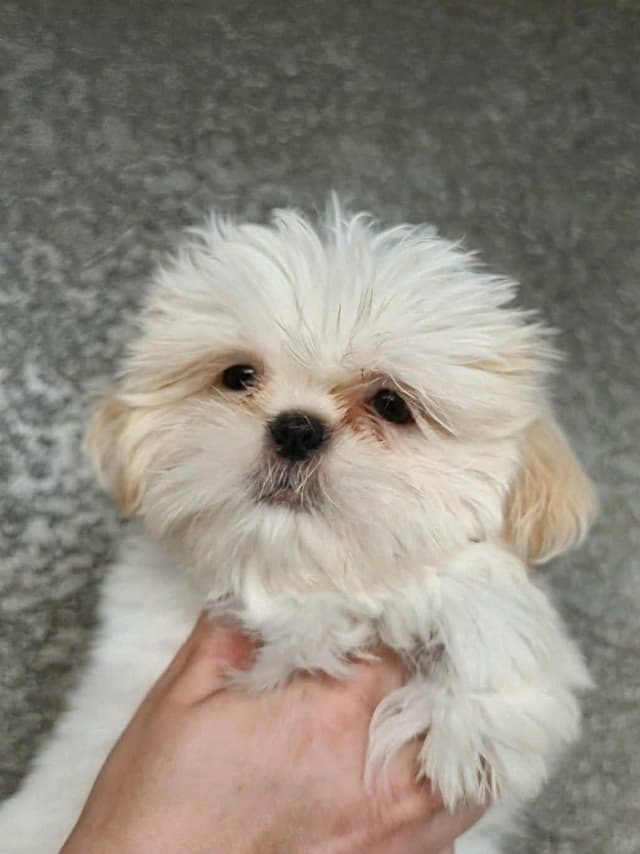Shih Tzu Puppies Males media 12