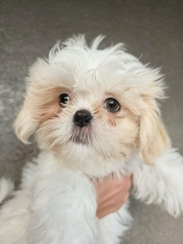 Shih Tzu Puppies Males media 13
