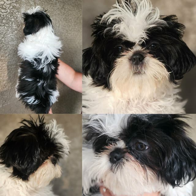 Shih Tzu Puppies Males media 14