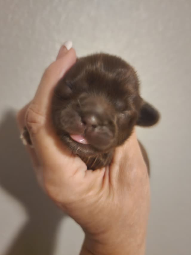 Shih Tzu Puppies - Liver Chocolate puppies media 6