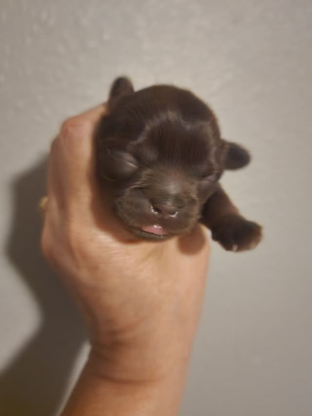 Shih Tzu Puppies - Liver Chocolate puppies media 3