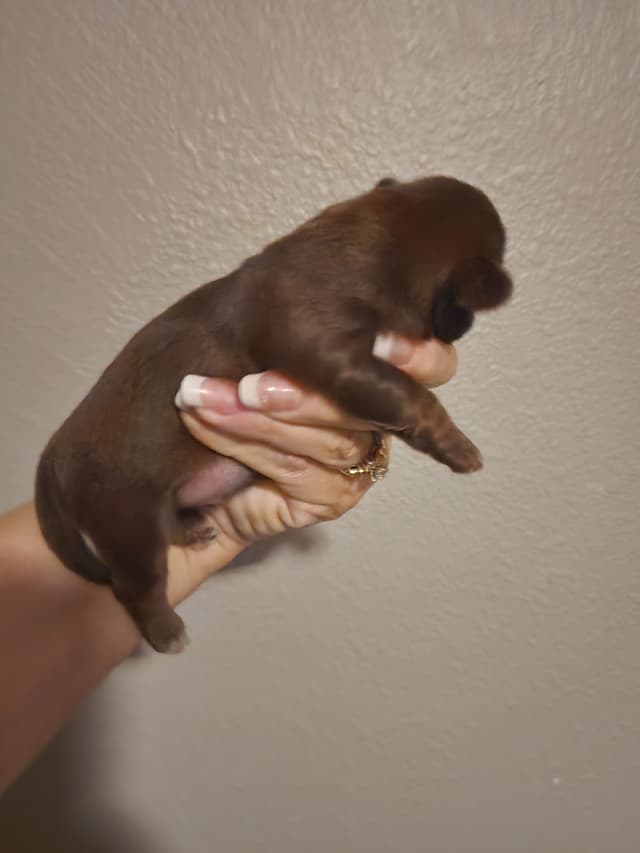 Shih Tzu Puppies - Liver Chocolate puppies media 7