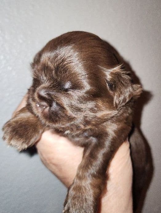 Shih Tzu Puppies - Liver Chocolate puppies media 4