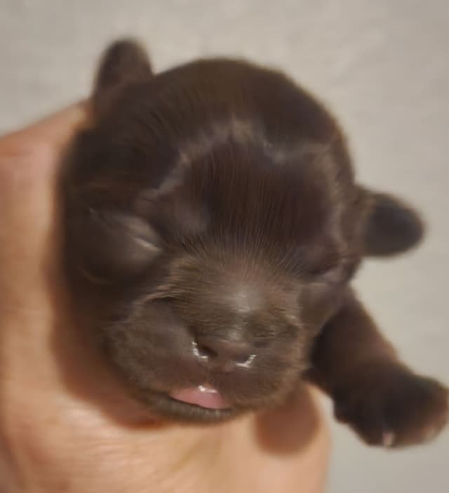 Shih Tzu Puppies - Liver Chocolate puppies media 5