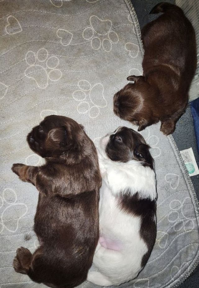 Shih Tzu Puppies - Liver Chocolate puppies media 9