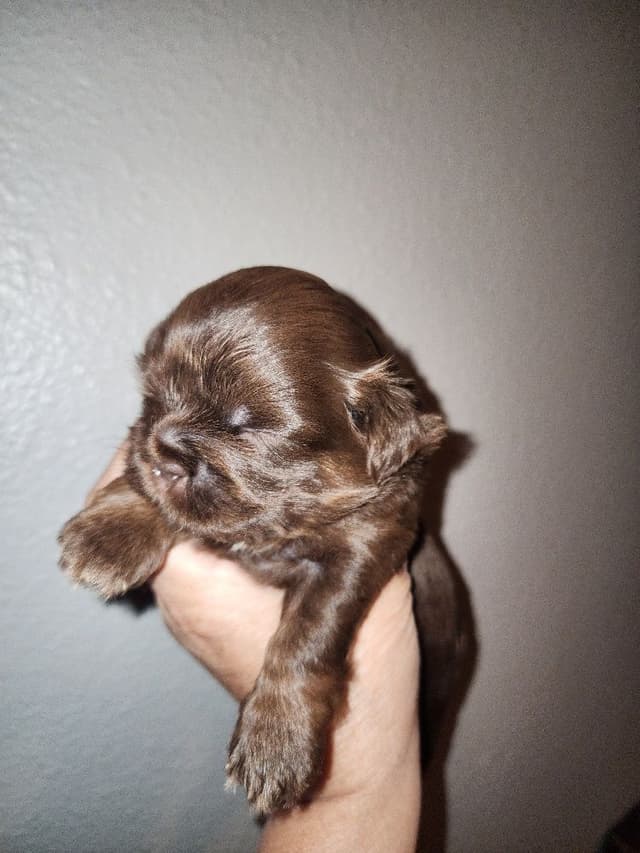 Shih Tzu Puppies - Liver Chocolate puppies media 10