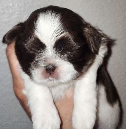 Shih Tzu Puppies - Liver Chocolate puppies media 2