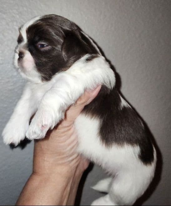 Shih Tzu Puppies - Liver Chocolate puppies media 12
