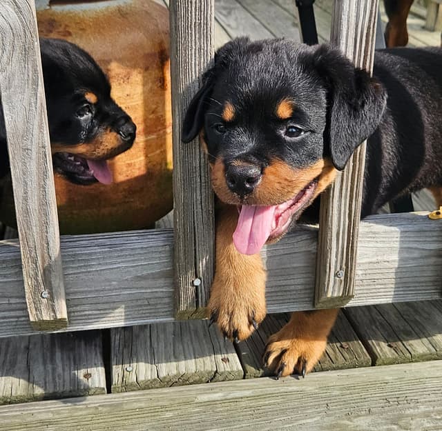 Rottweiler Puppies media 5