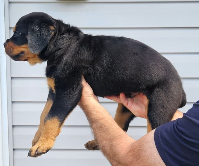 Rottweiler Puppies media 2