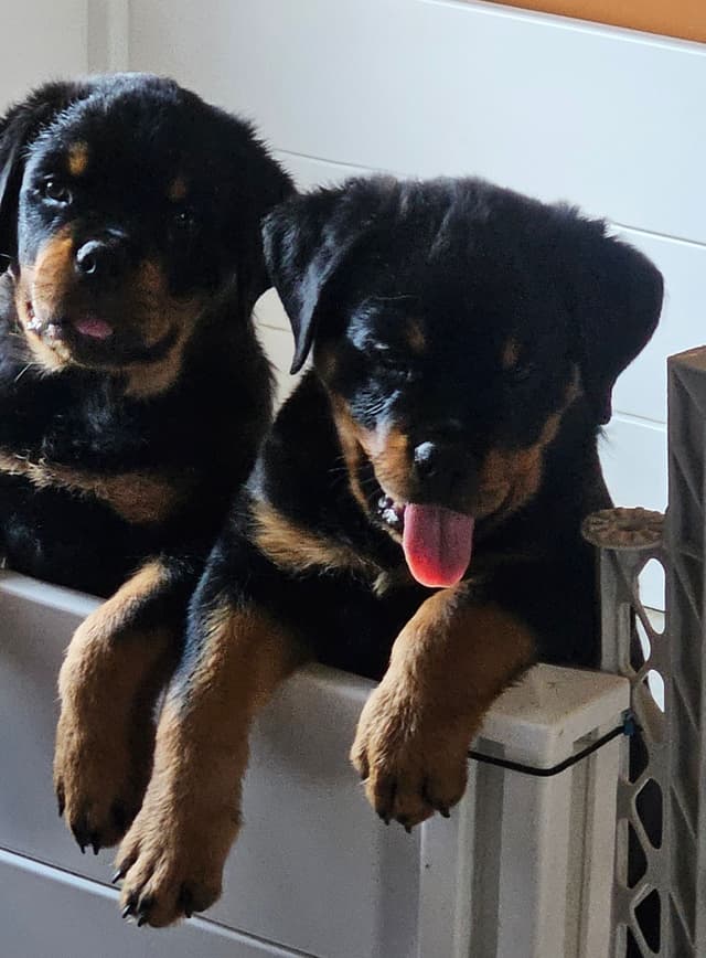 Rottweiler Puppies media 7