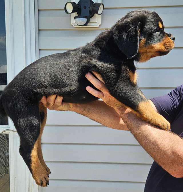 Rottweiler Puppies media 3