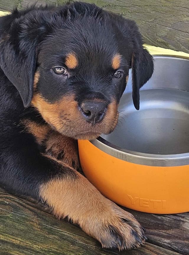 Rottweiler Puppies media 6
