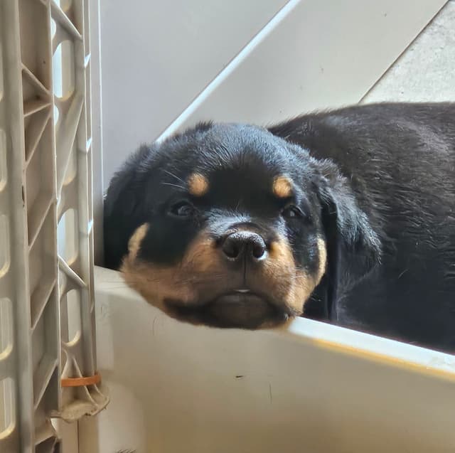 Rottweiler Puppies media 9