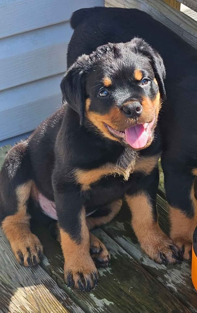 Rottweiler Puppies media 8