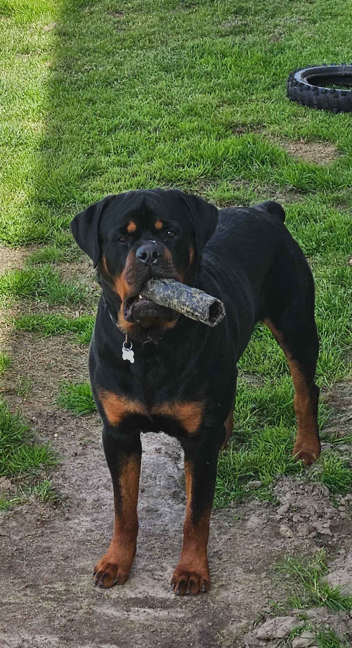 Rottweiler Puppies breeder image 3