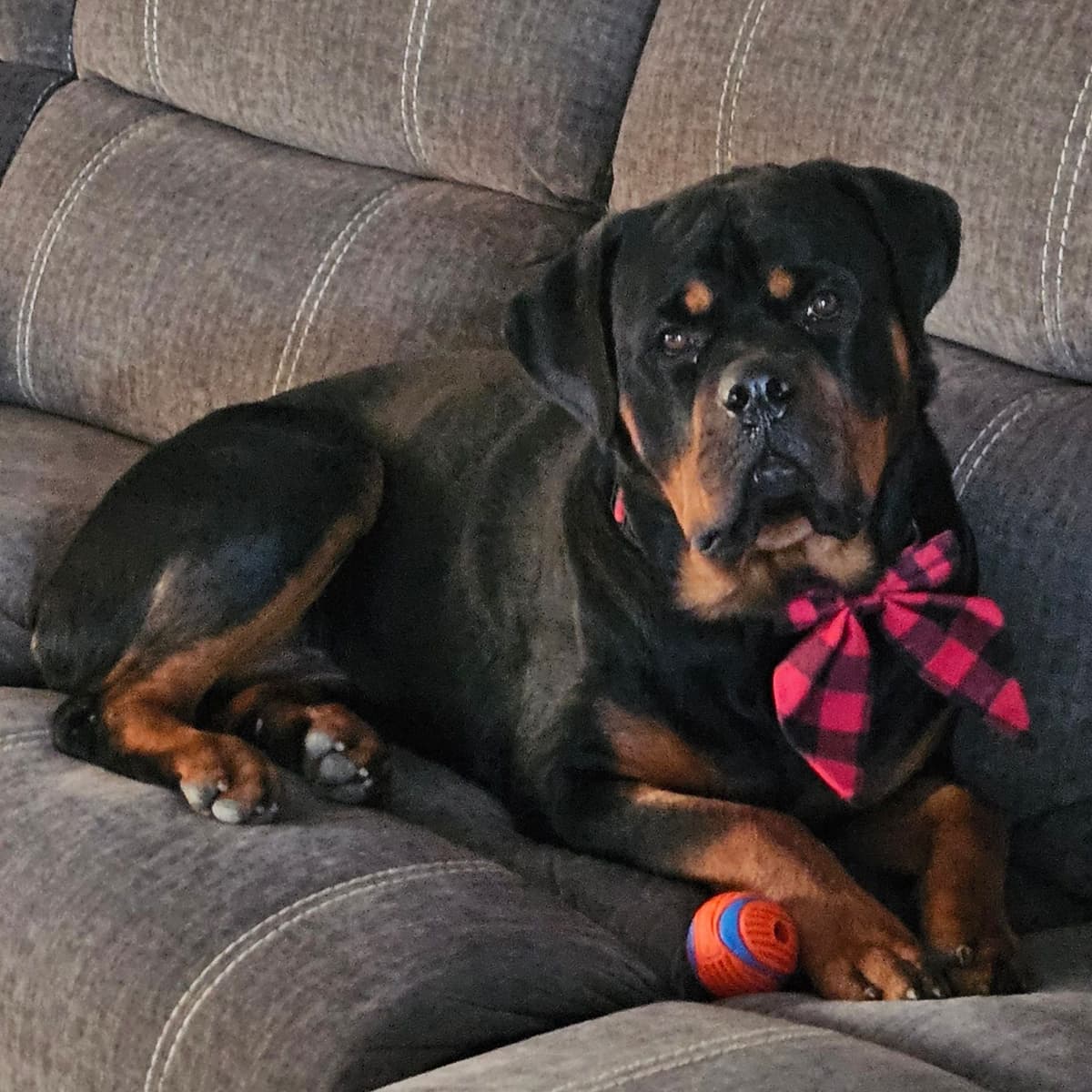 Rottweiler Puppies breeder image 10