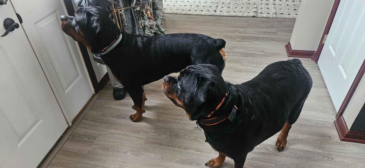 Rottweiler Puppies breeder image 2