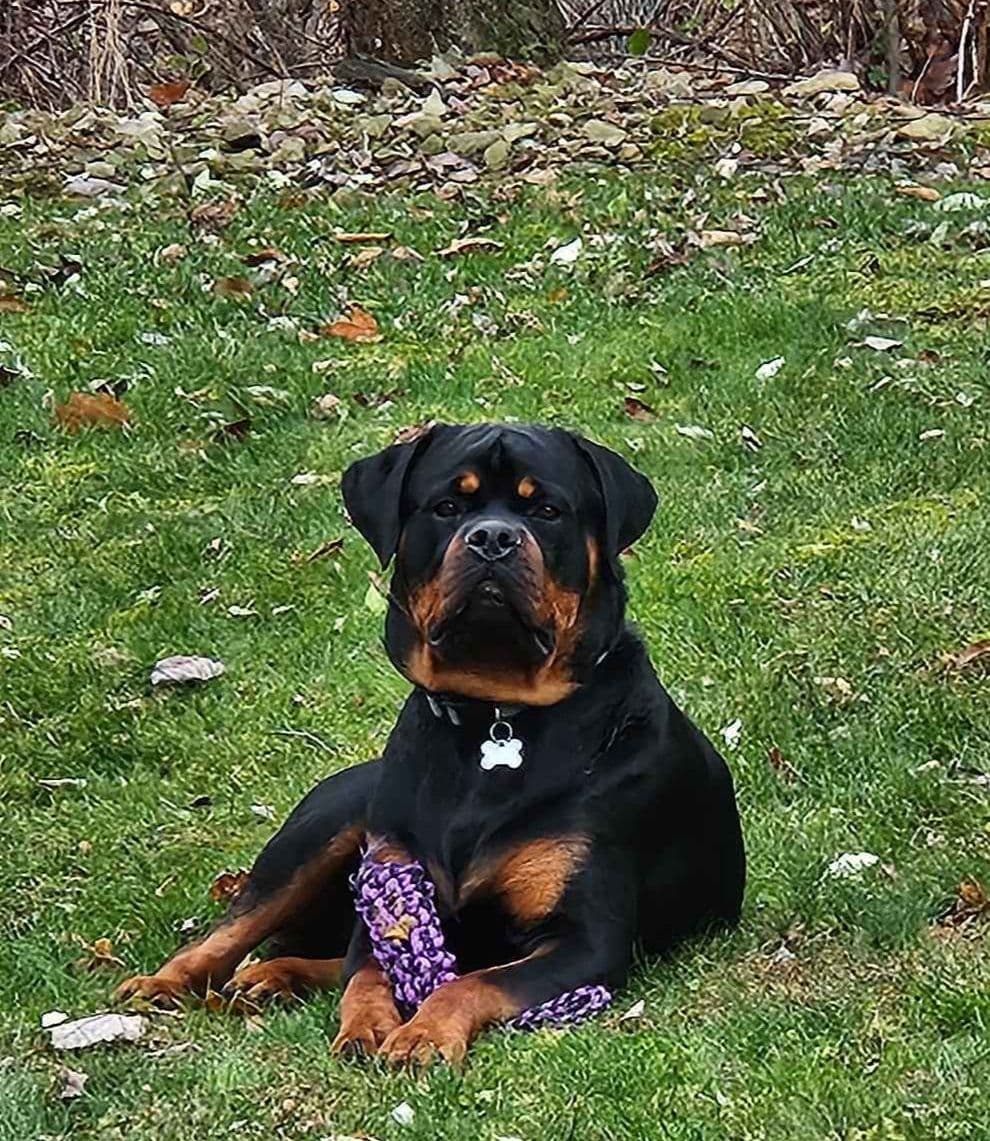 Rottweiler Puppies breeder image 6