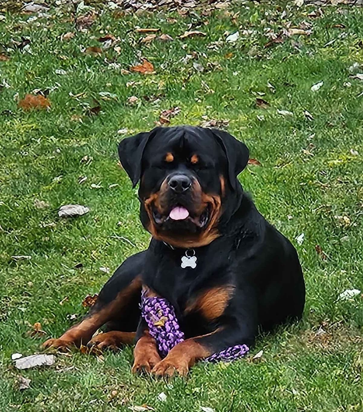 Rottweiler Puppies breeder image 9