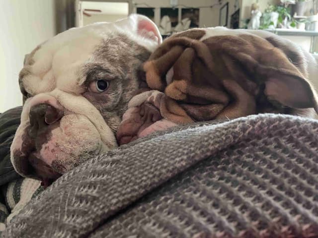 Bulldog Puppies media 2