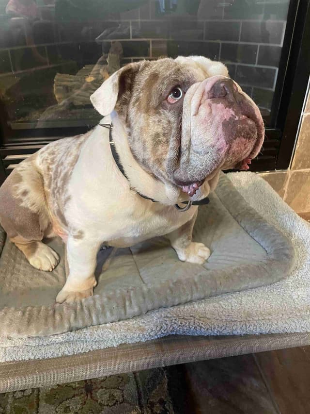 Bulldog Puppies media 3