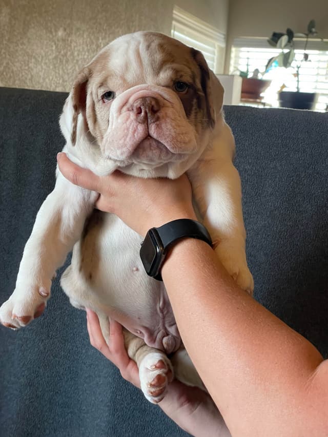 Bulldog Puppies media 4